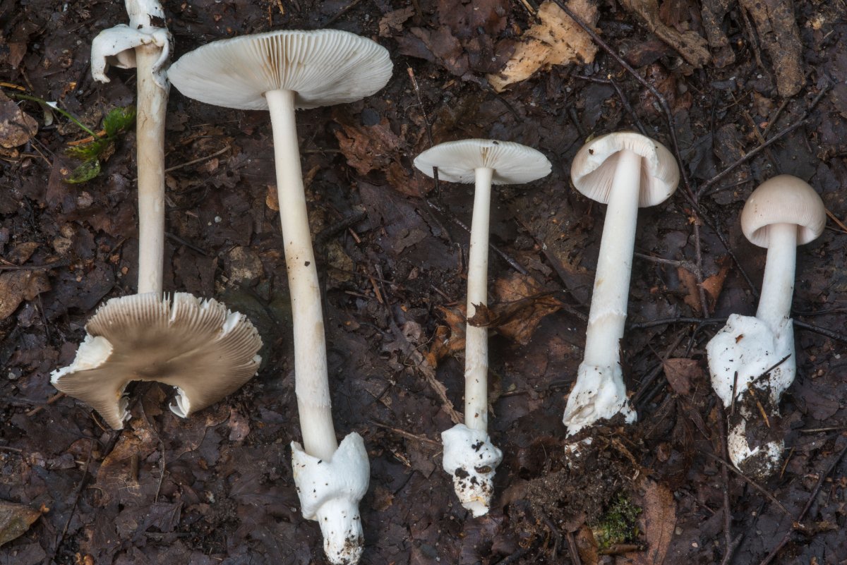 Расперстница гриб