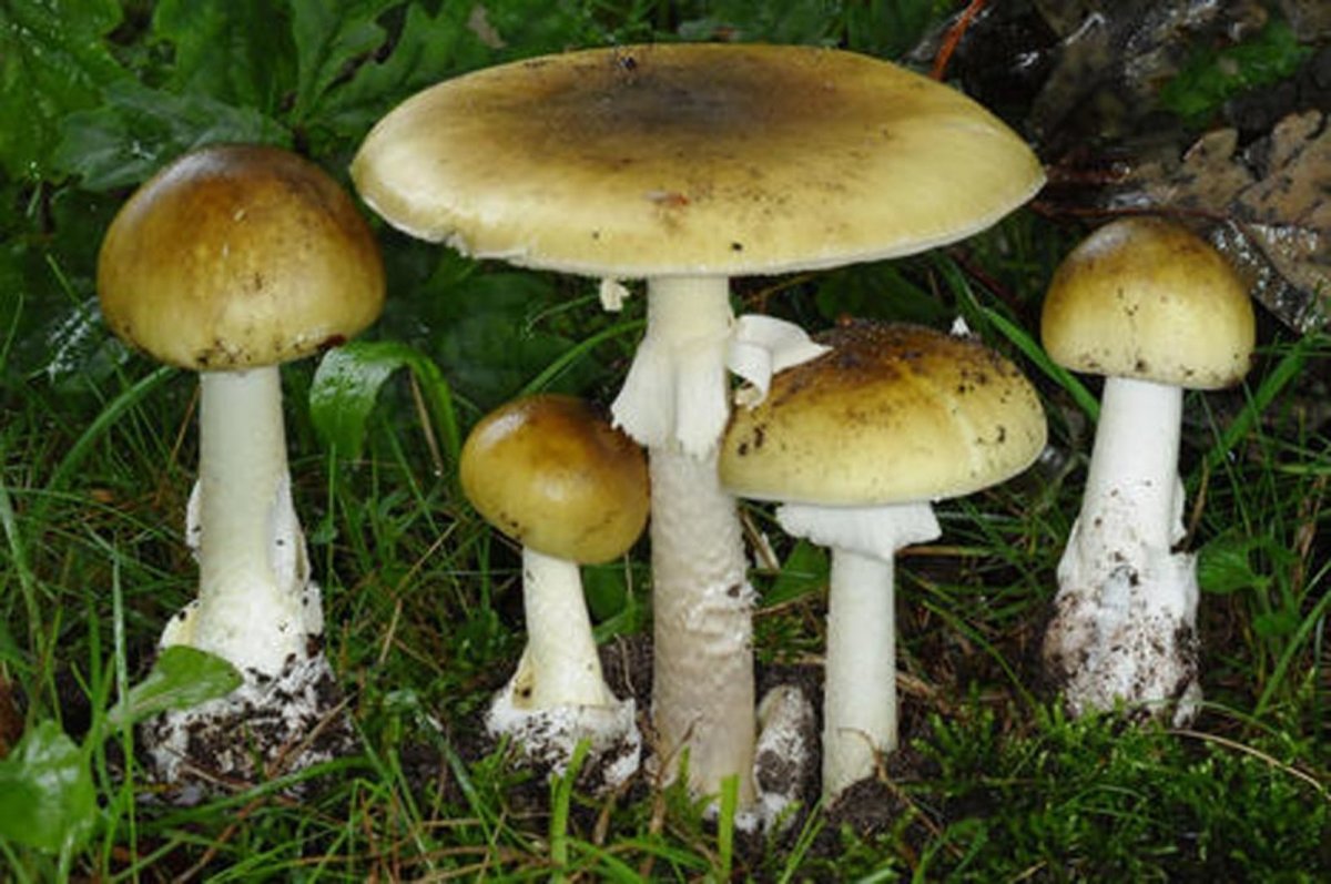 Ядовитые грибы бледная поганка