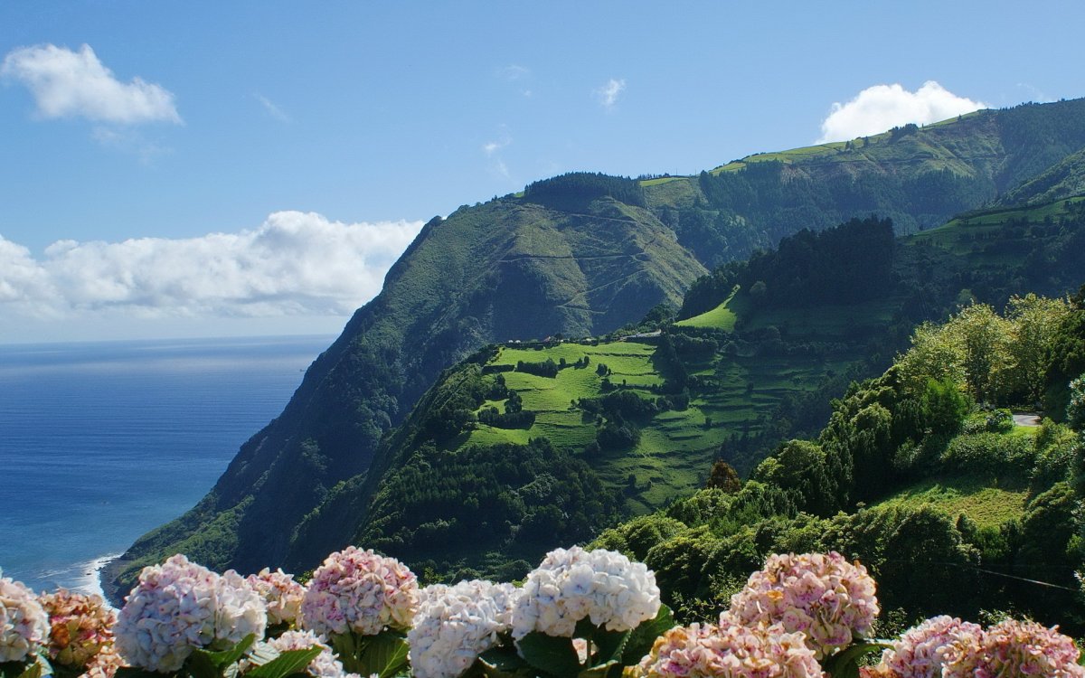 Азорские острова гортензии