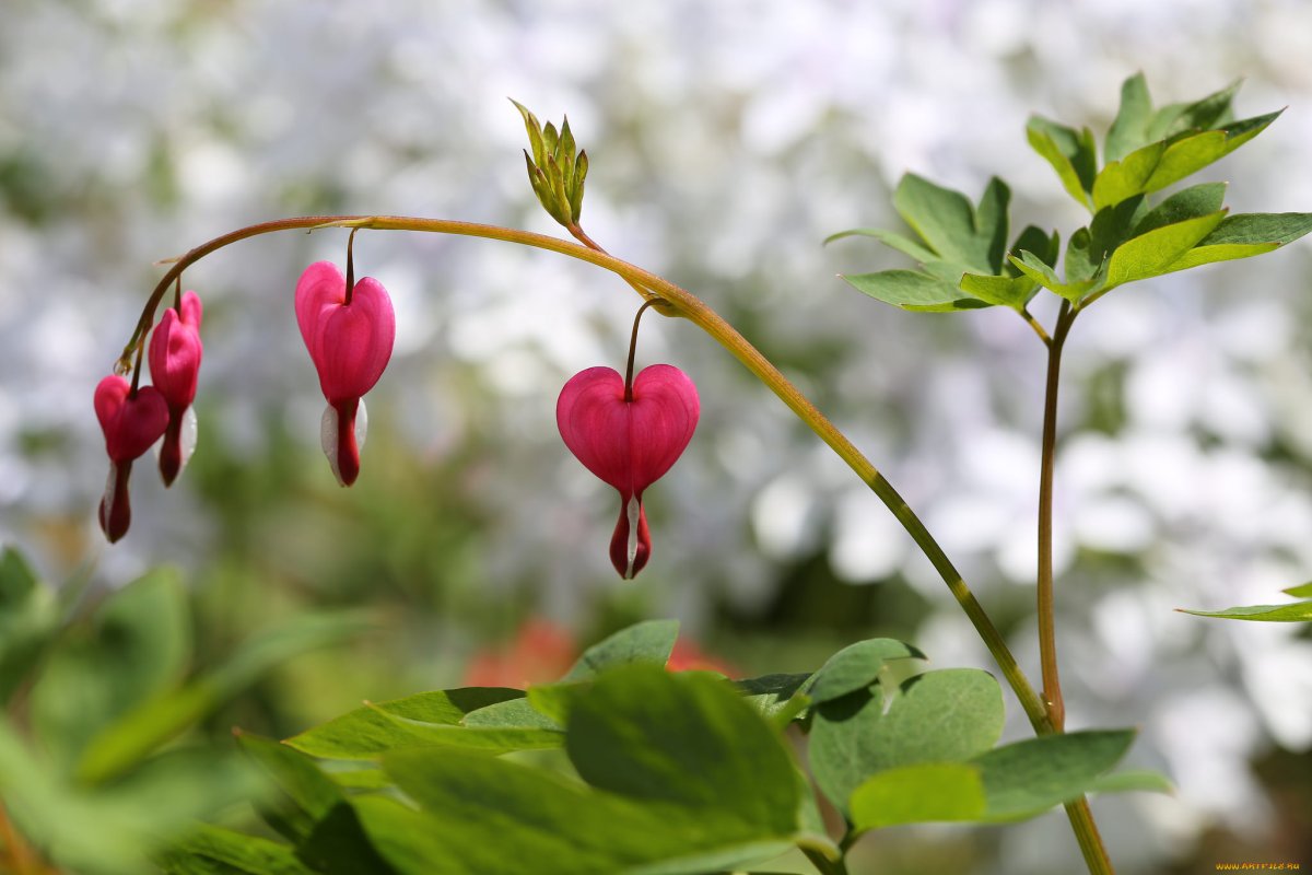 Дицентра апрельское цветение