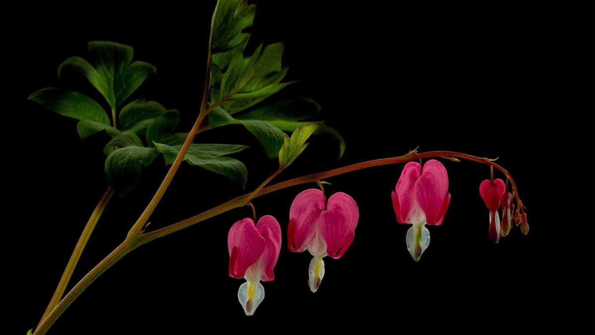 Дицентра черная