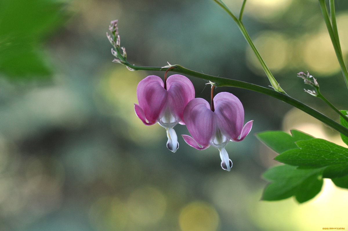 Дицентра spectabilis Pink