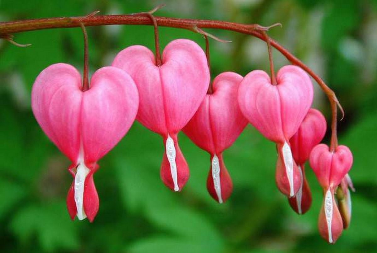 Дицентра великолепная (Bleeding Heart)