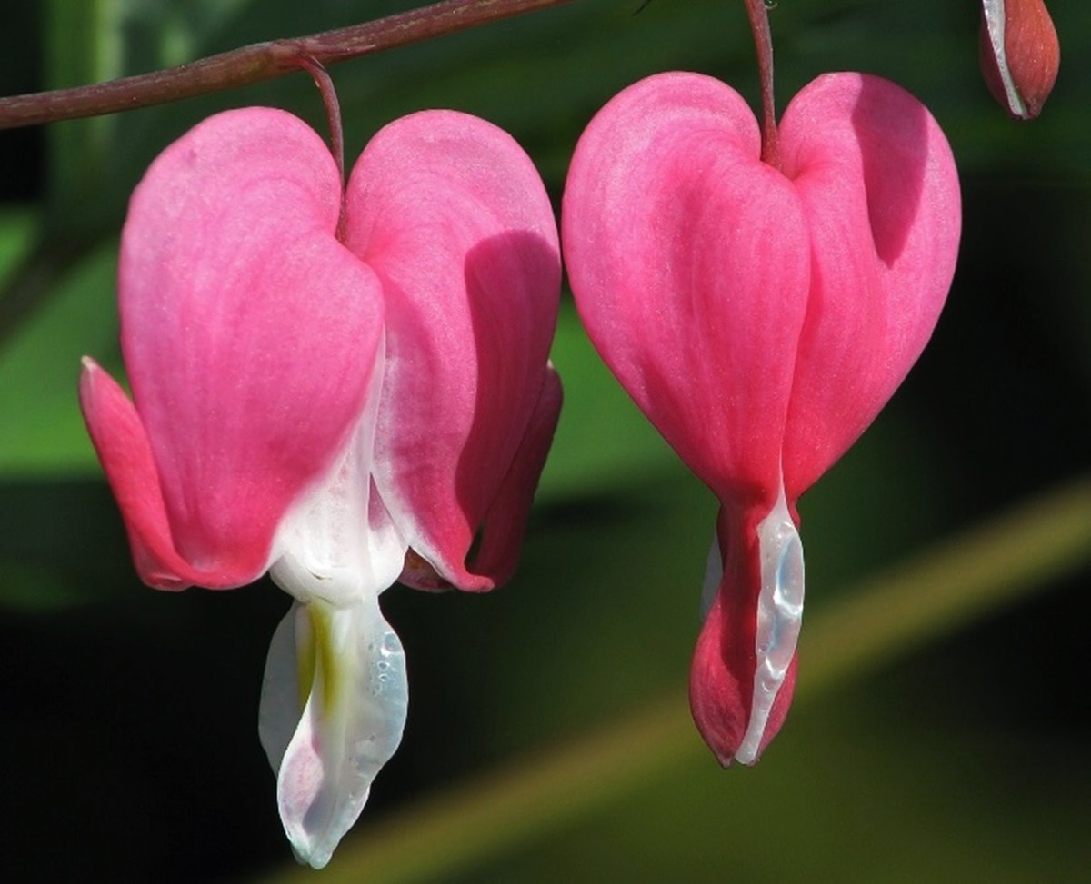 Дицентра Формоза Альба