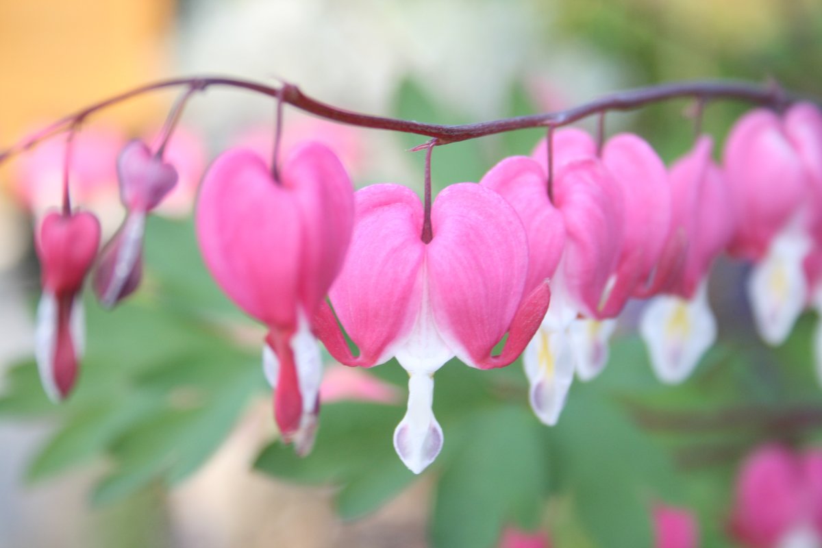 Голубой цвет