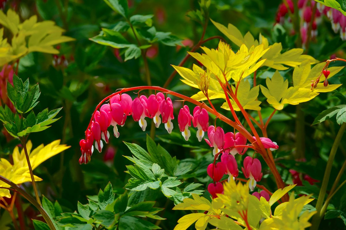 Разбитое сердце