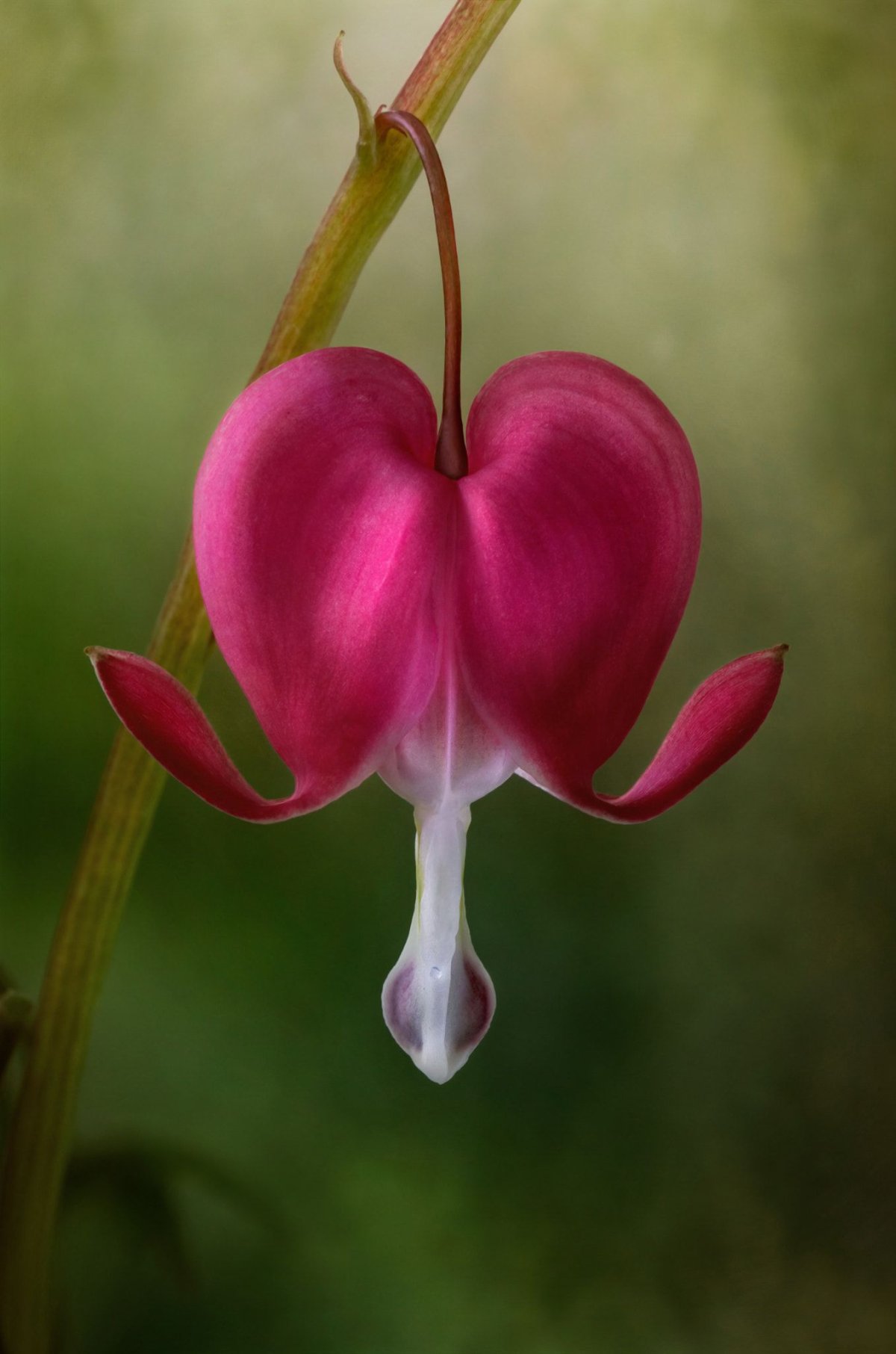 Дицентра Йеллоу лиф