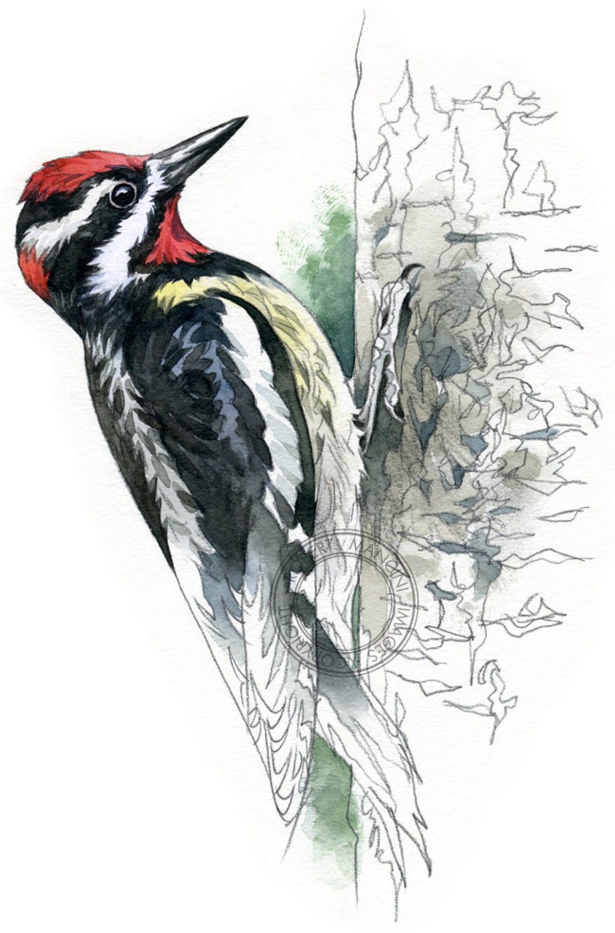 Дятел рисунок