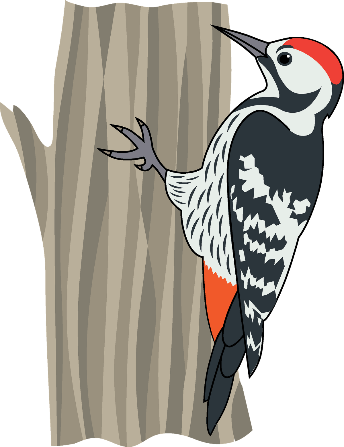 Птицы дятел для детей