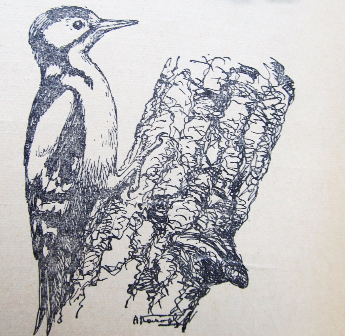 Дятел рисунок