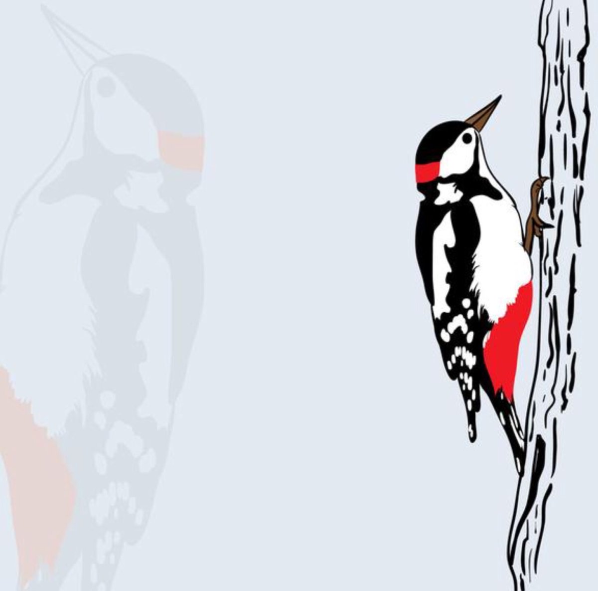 Дятел раскраска для детей