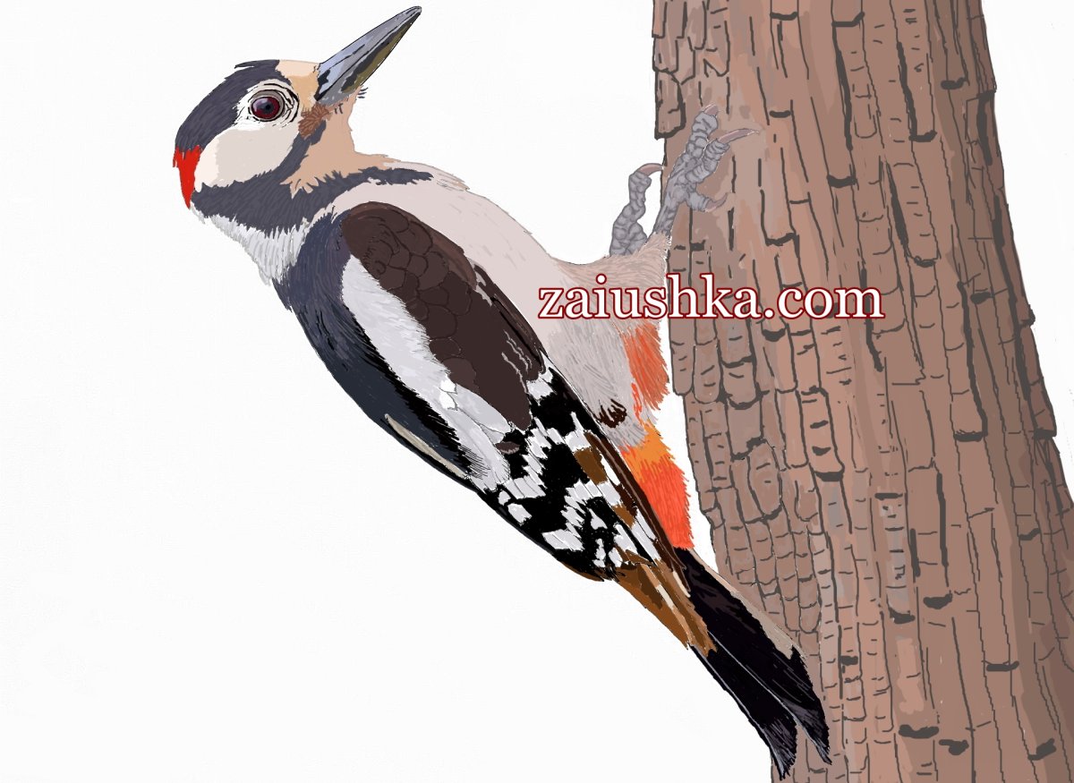 Дятел для детей