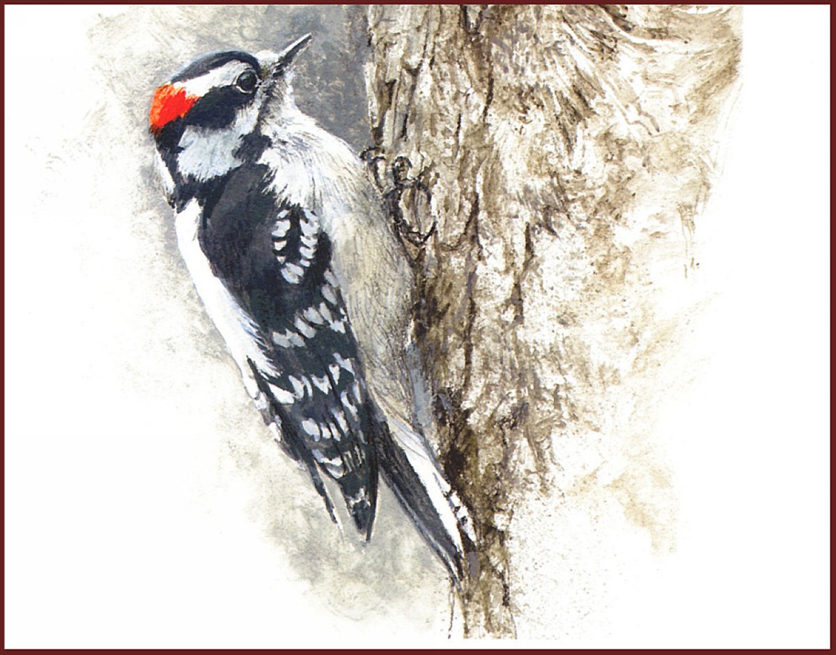 Дятел на прозрачном фоне