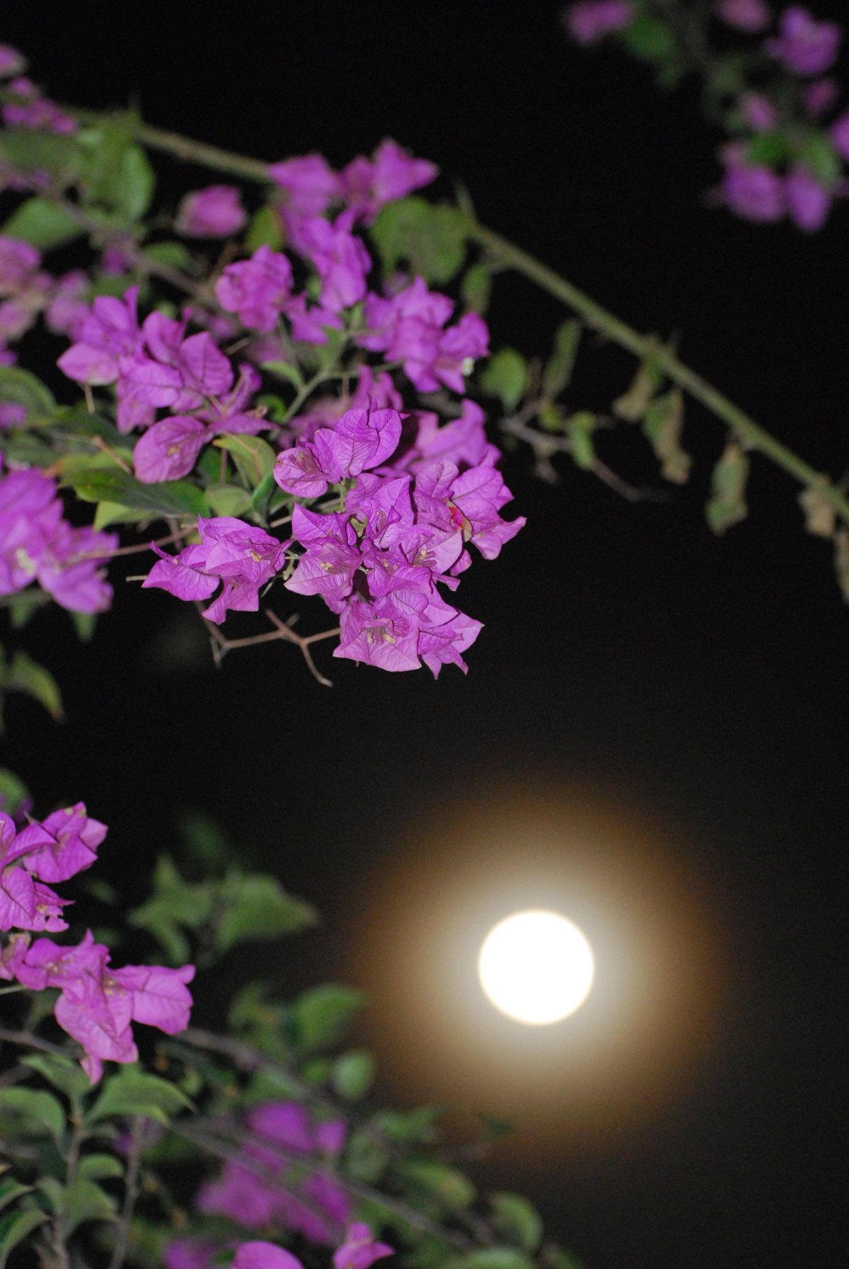 Кувшинки вечером