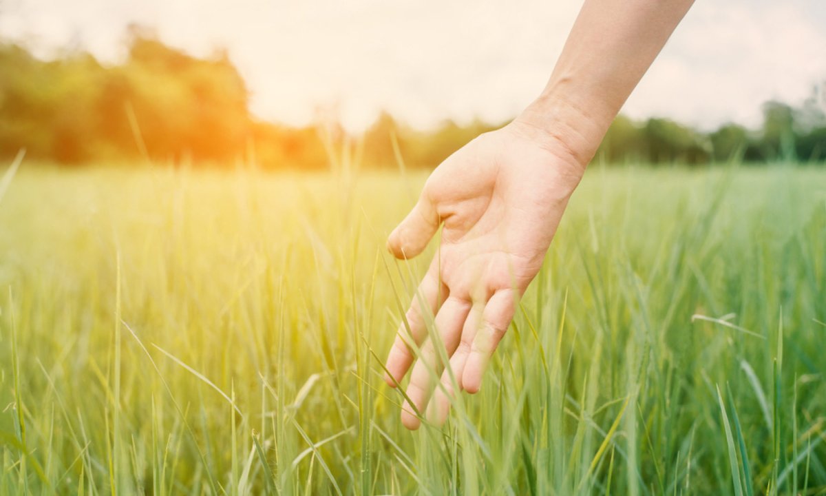 Травы в ладонях