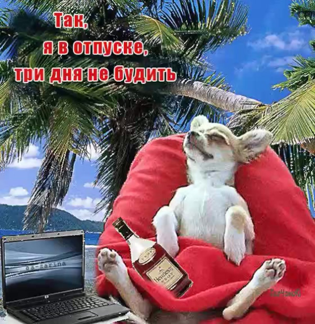 Котик в отпуске