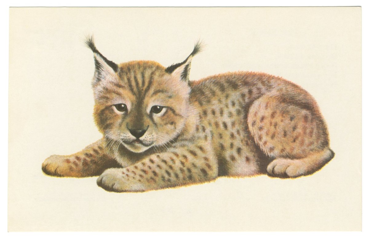 Рысь рисунок для детей