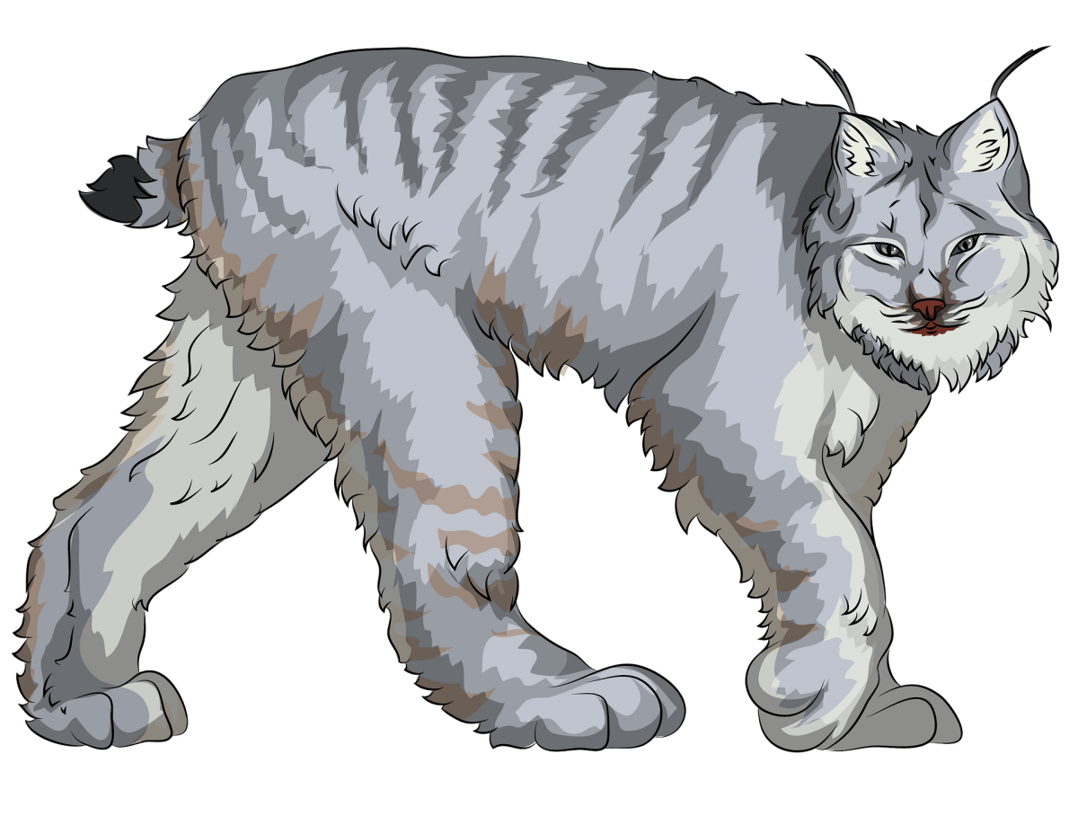 Рысь картинка для детей