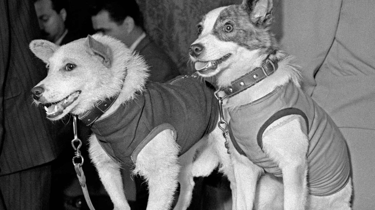 Советские космические собаки