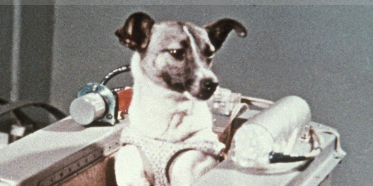 Собаки космонавты Лисичка и Чайка