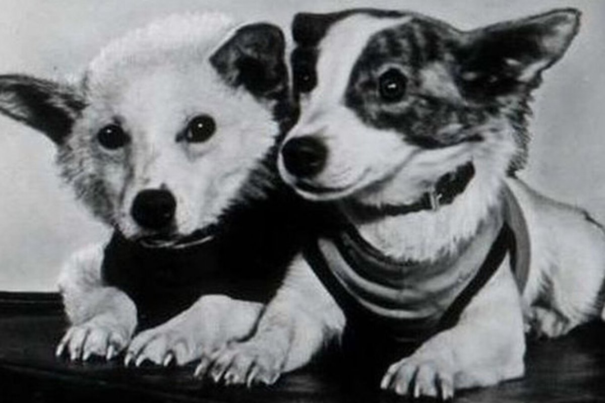 Белка и стрелка полет в космос