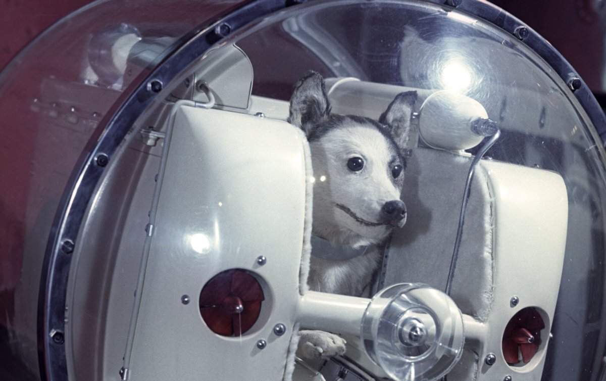 Собака космонавт рекс