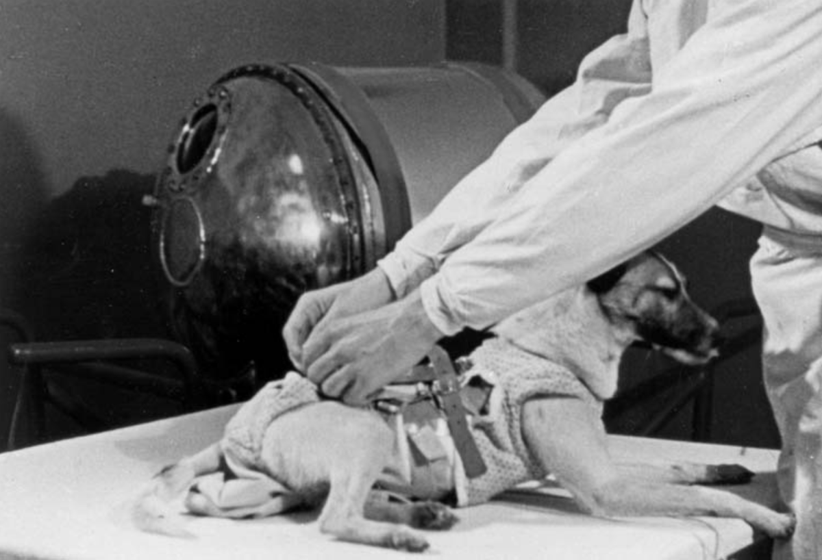 Животные космонавты