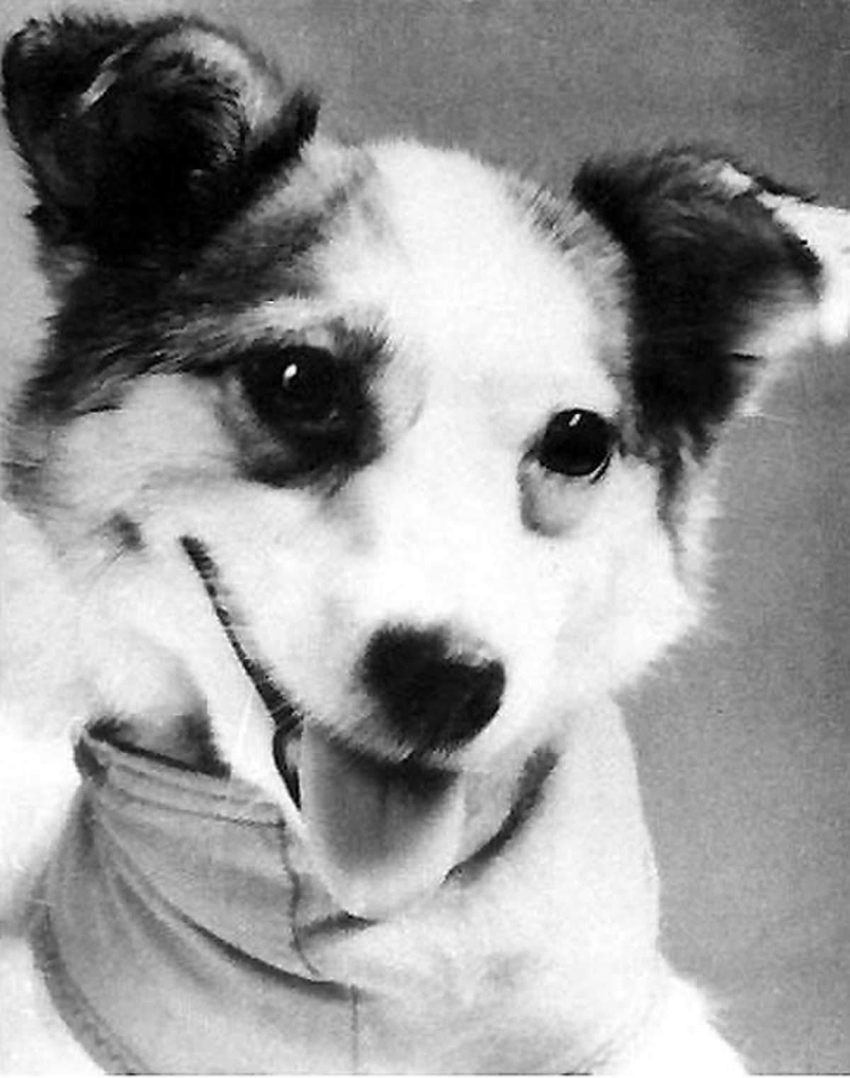 Собаки белка и стрелка в космосе