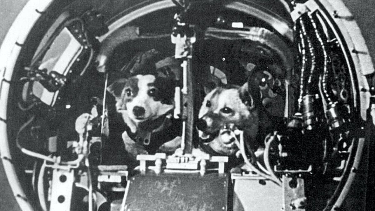 Мультфильм белка и стрелка тайна космоса