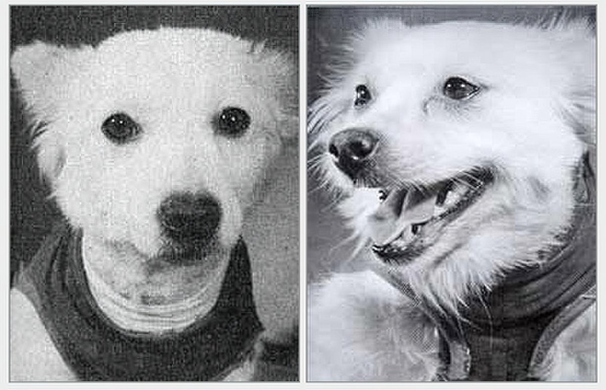 Собака космонавт раскраска