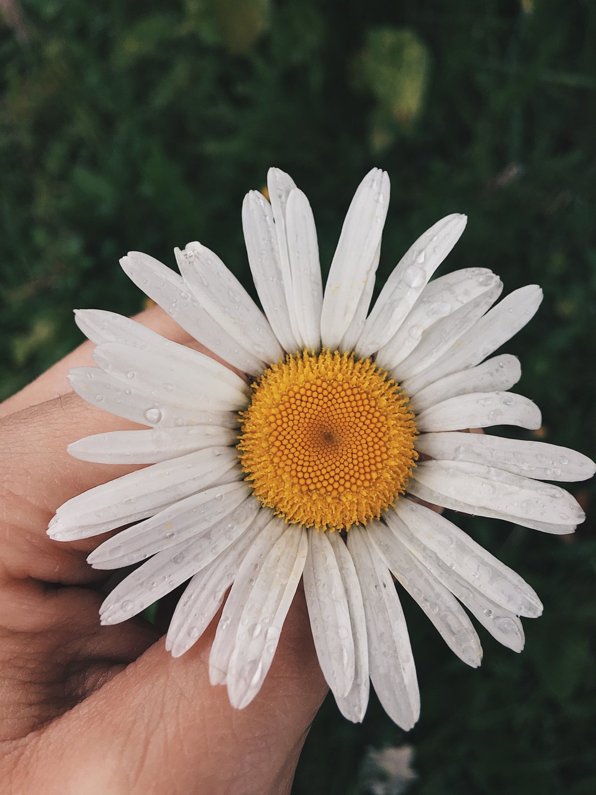 Оригинальная Ромашка