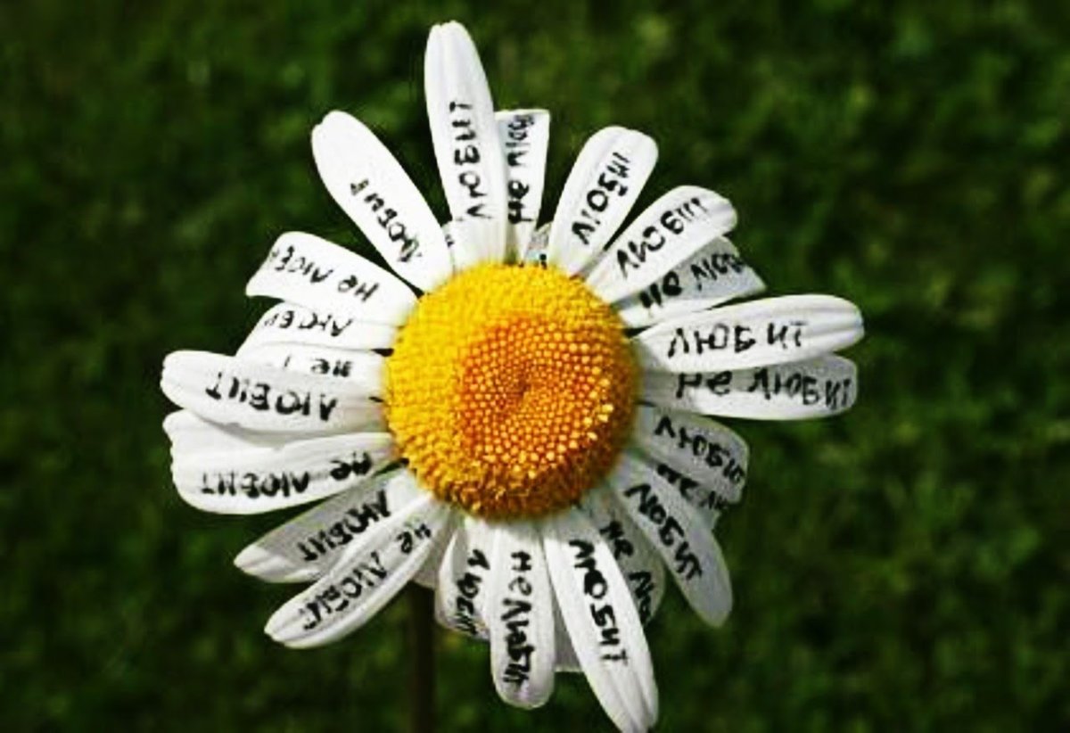 Ромашка любит не любит