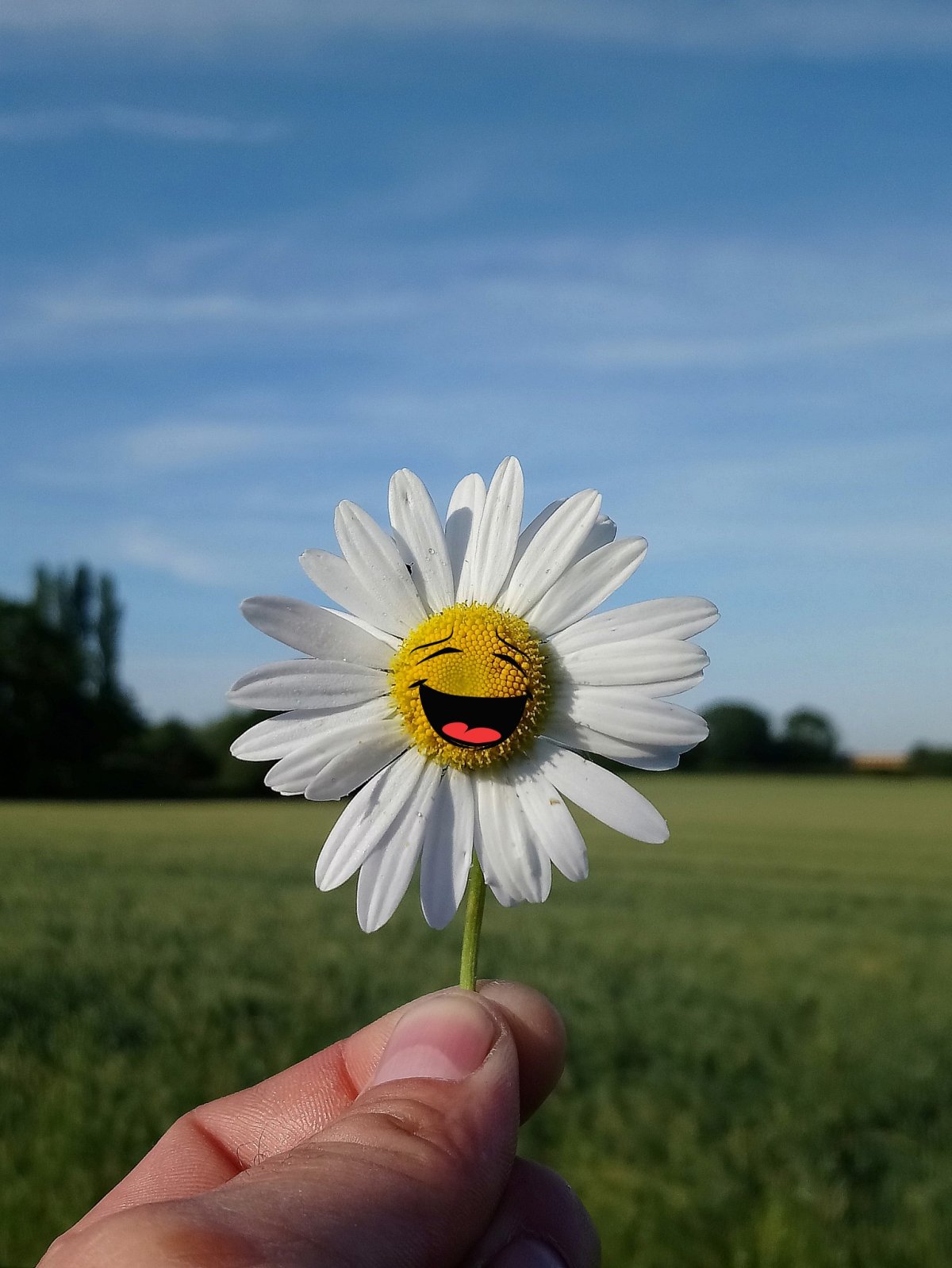 Прикольные ромашки