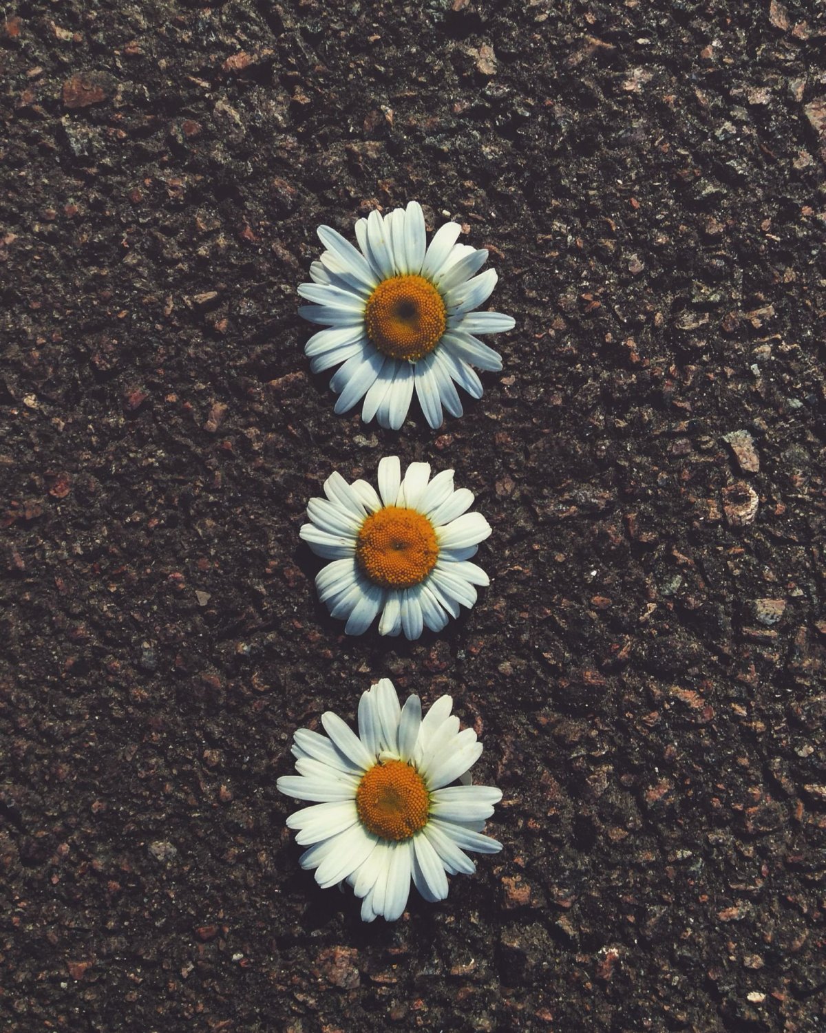 Эстетика из пинтереста ромашки