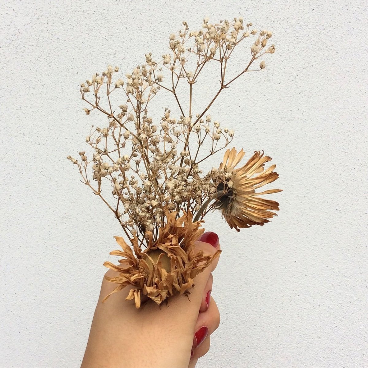 Сухоцветы Эстетика