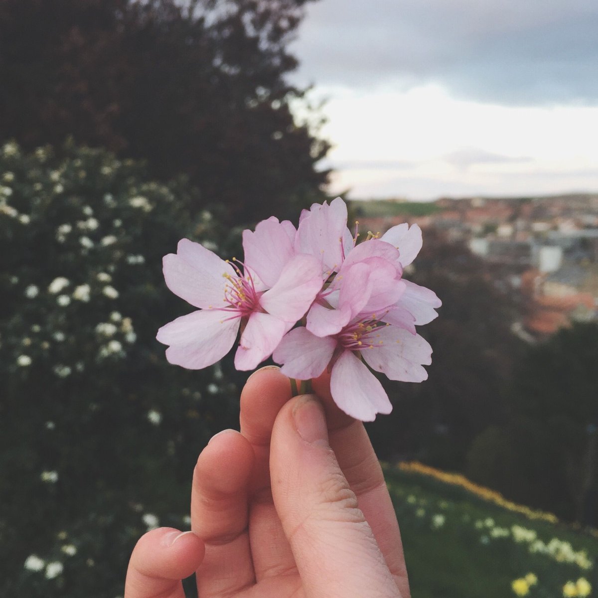 Эстетичные цветы