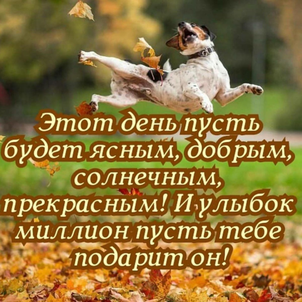 Делюсь хорошим настроением