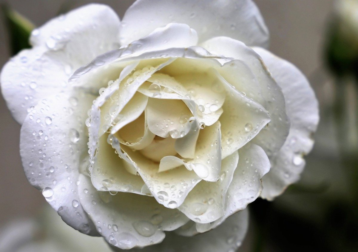 Роза флорибунда Сноу Вайт