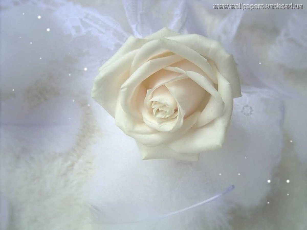 Белые розы на шелке