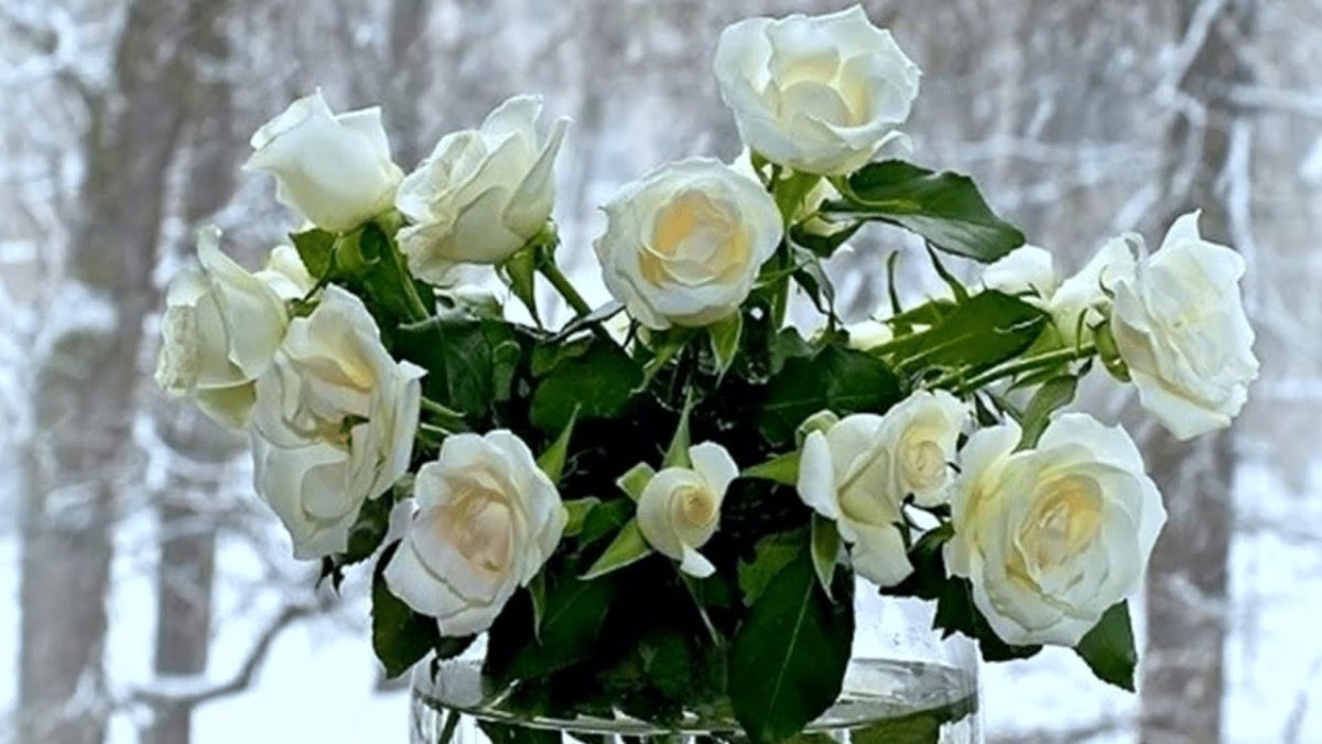 Розы на зимнем окне