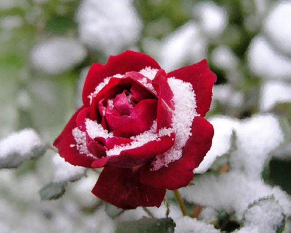 Цветы зимой