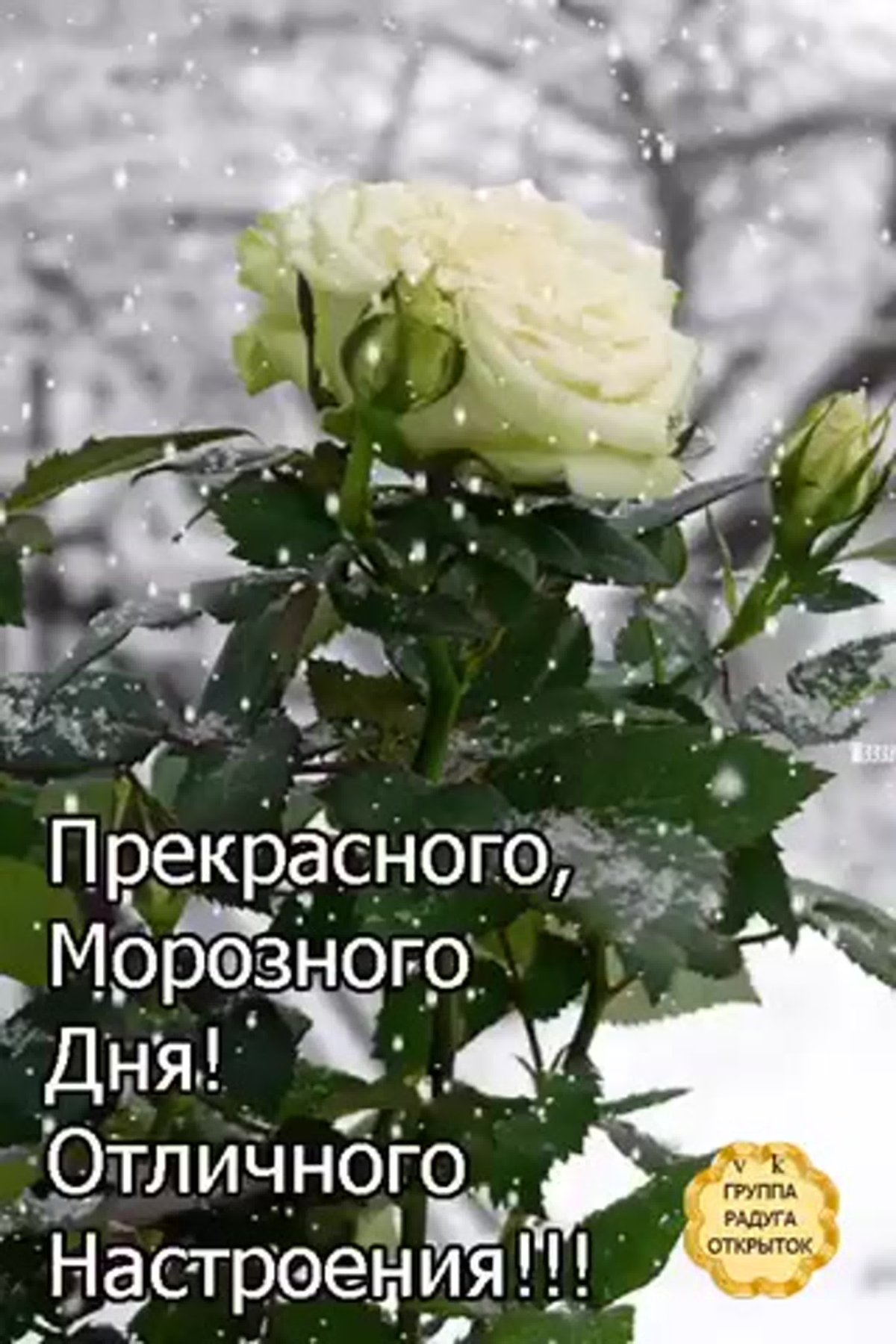 Белые розы на зимнем окне