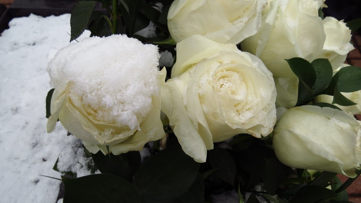 Белые розы на снегу