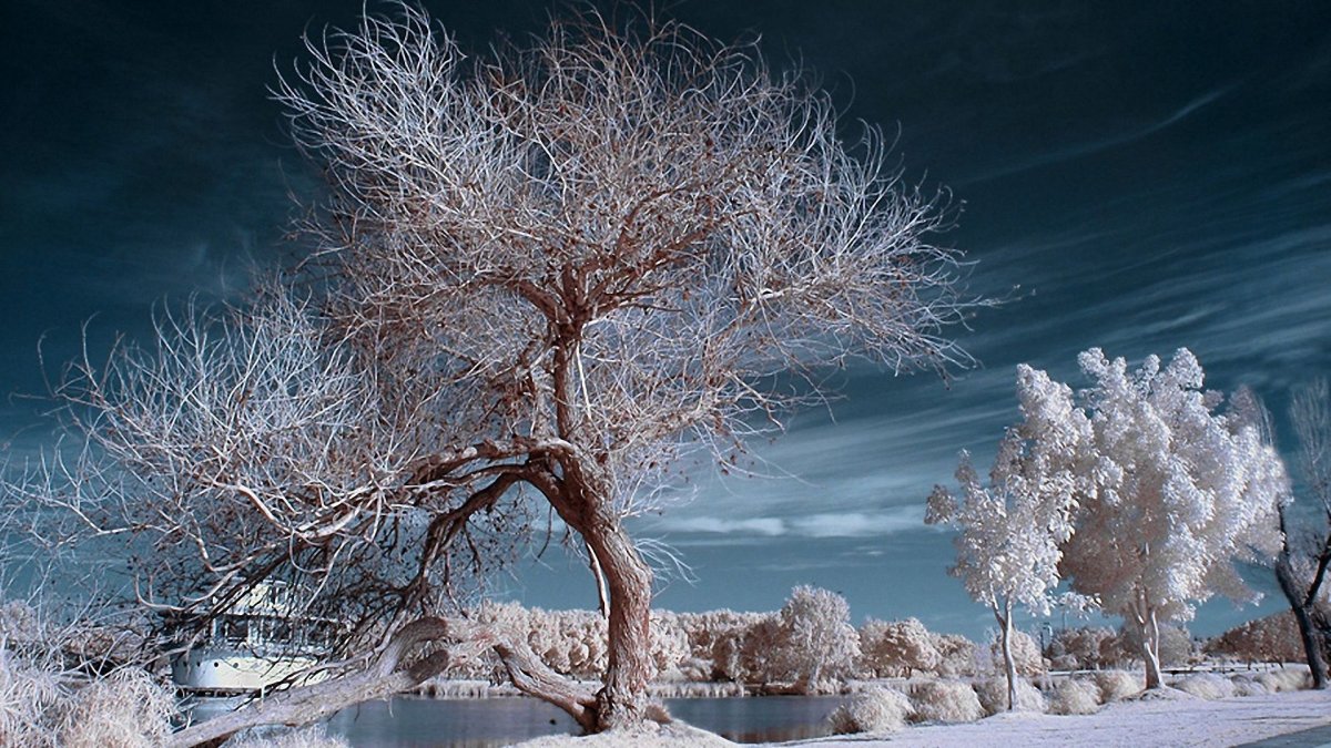 Изморозь на деревьях