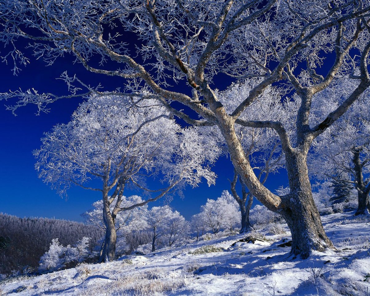 Красивые деревья зимой