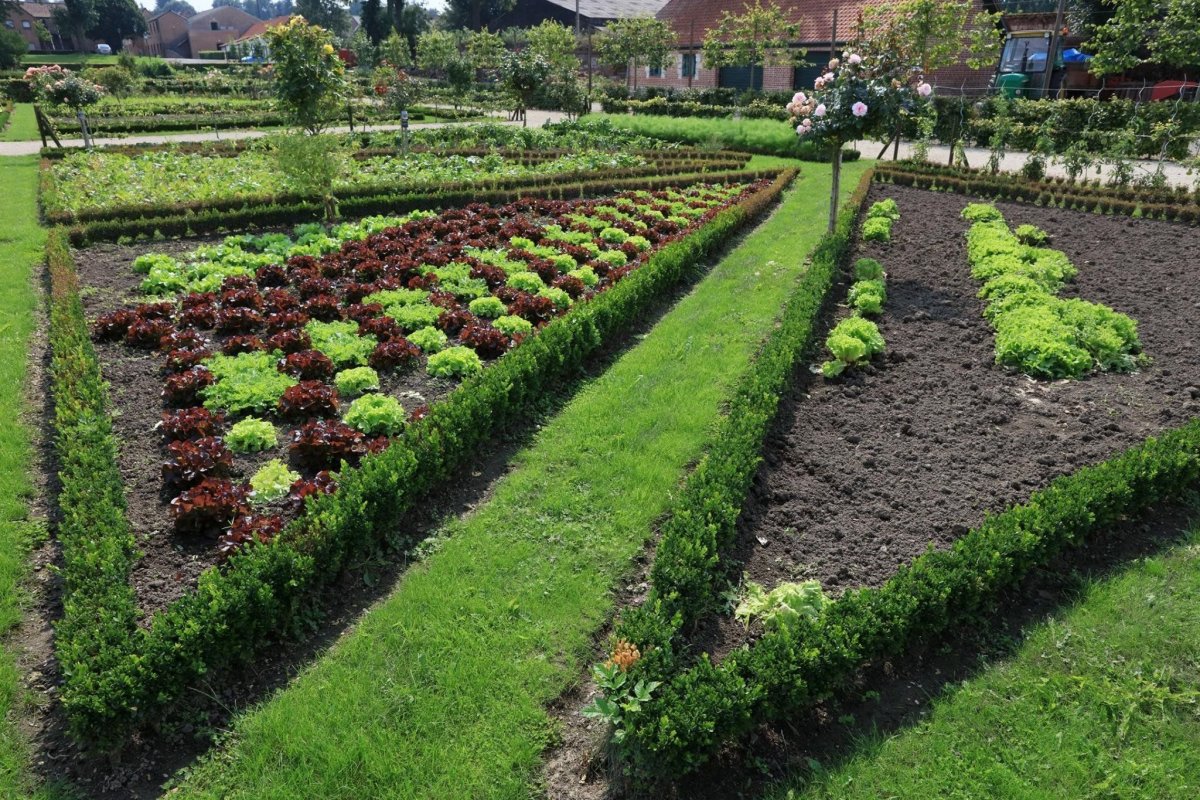 Огород с газоном и грядками