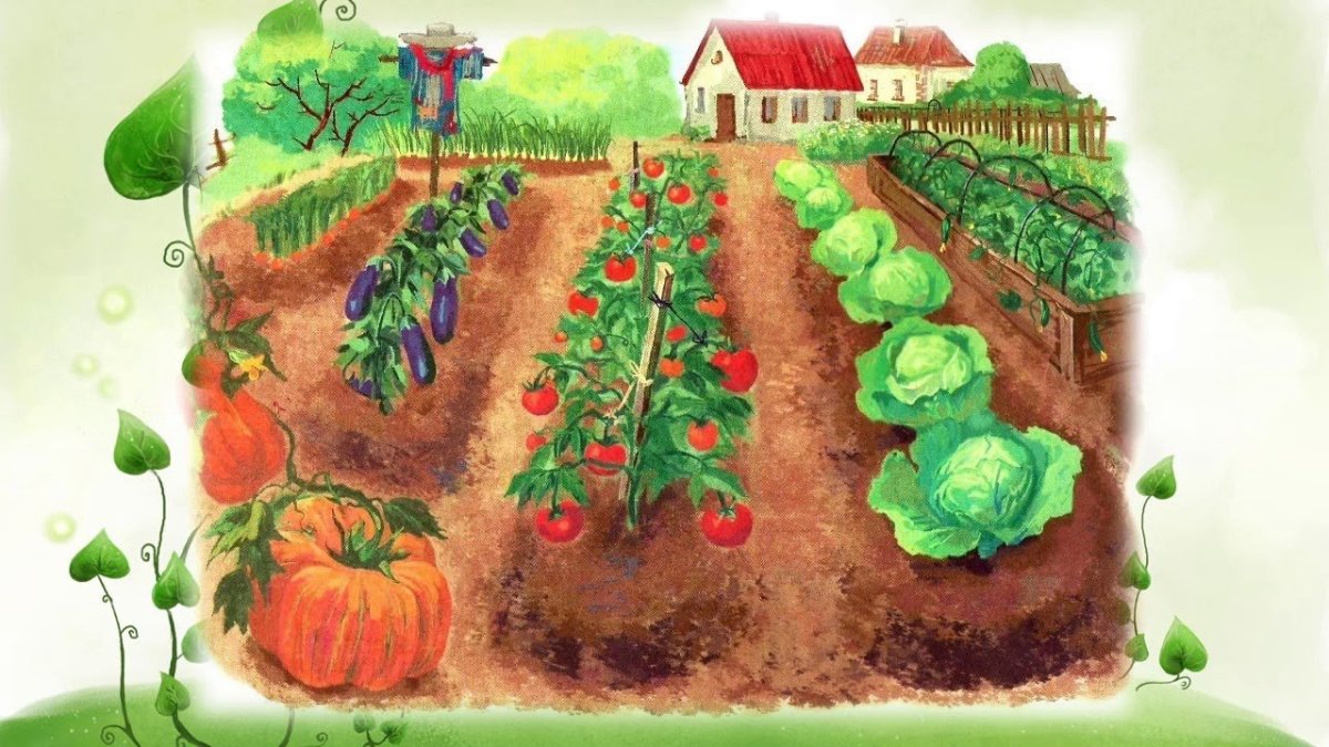 Овощи на грядке