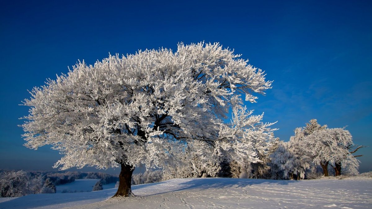 Красивые снежные деревья