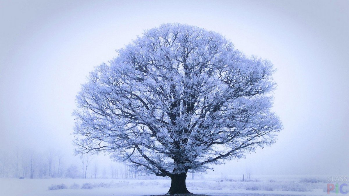 Деревья в снегу