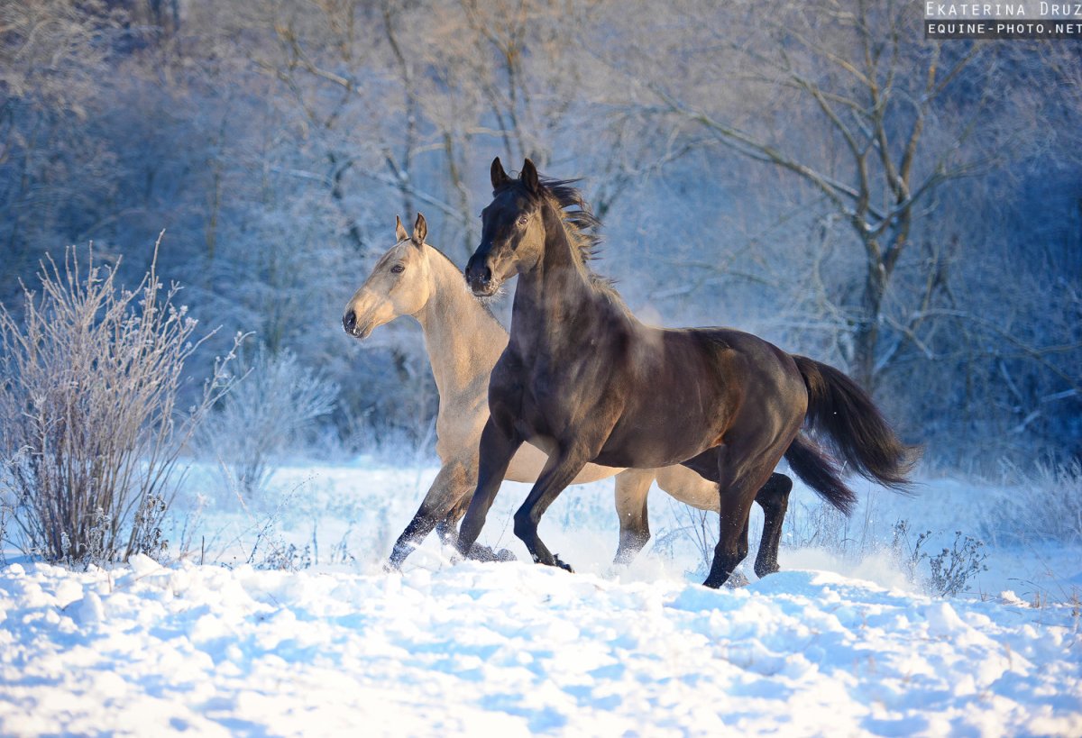 Две лошади зимой